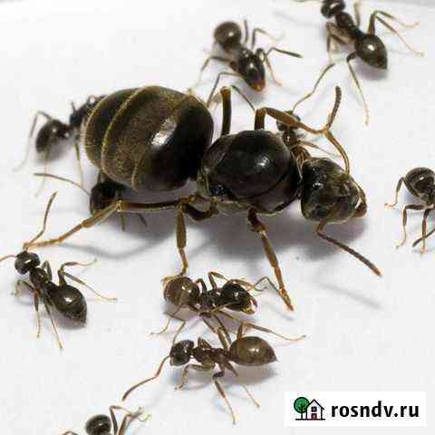 Муравьи Lasius niger Шатки