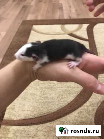 Крысята дамбо Волгоград - изображение 1