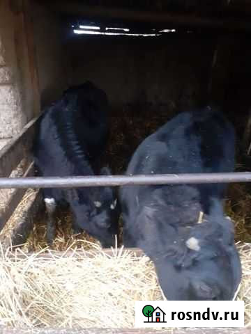 Домашние животные Сандата - изображение 1