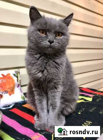 Кошка в добрые руки Железногорск - изображение 1
