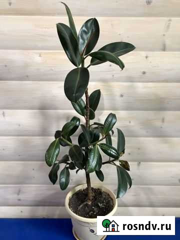 Фикус каучуконосный Льгов - изображение 1