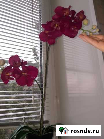 Орхидея Икеа Фейка Fejka Павловский Посад - изображение 1