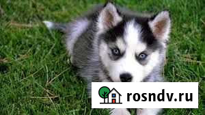 Выгул собак Бердск - изображение 1