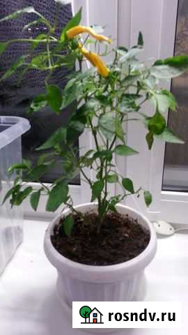 Перец Мурманск - изображение 1