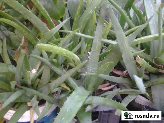 Алоэ вера Туапсе - изображение 1