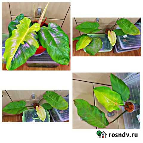 Редкие и шикарные филодендроны Пин Тонг Курган - изображение 1