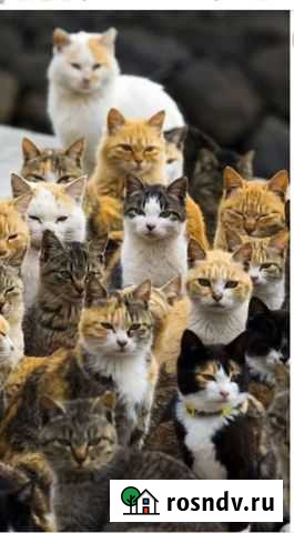 Кошки, коты, котята Рубцовск - изображение 1