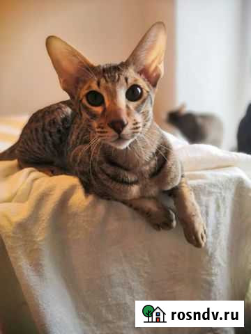 Ориентальные котята Волгоград - изображение 1