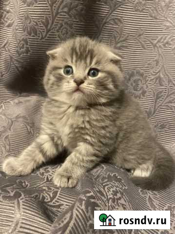 Шотландские вислоухие котята Апрелевка - изображение 1