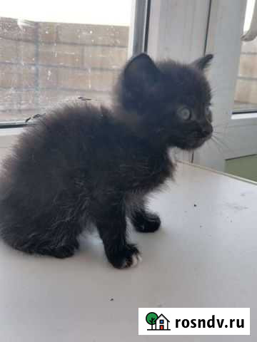 Котята Борисоглебск - изображение 1