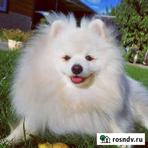Немецкий шпиц малый. Вязка Волгодонск - изображение 1