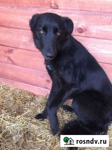 Собака в семью Осиново - изображение 1