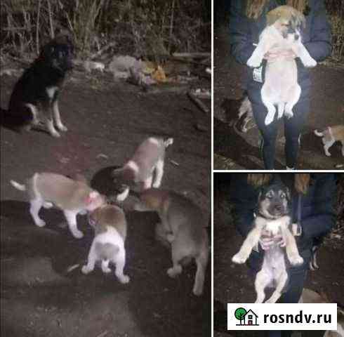 Собака в добрые руки Актюбинский