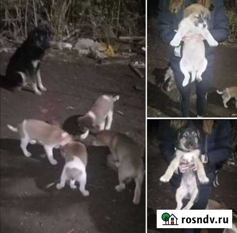 Собака в добрые руки Актюбинский - изображение 1