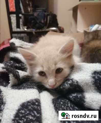 Сибирская помесь Алексеевка - изображение 1