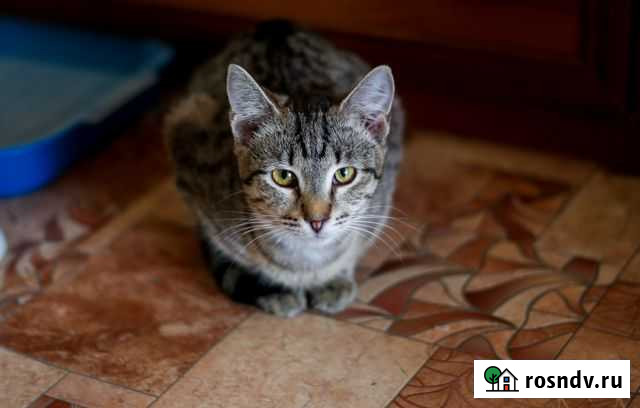 Отдам котенка Муром - изображение 1