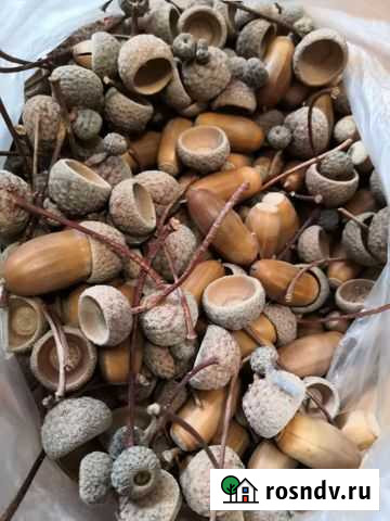 Жёлуди для подделок и укращения Энгельс - изображение 1