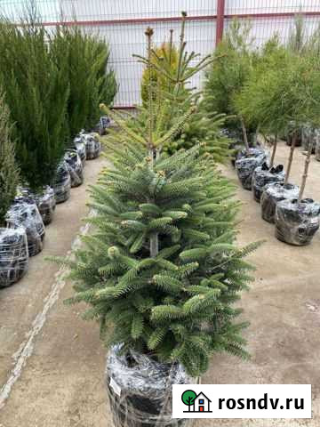 Пихта Севастополь - изображение 1