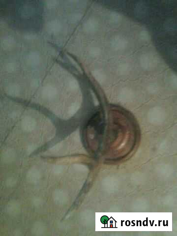 Рога Лося Киров - изображение 1