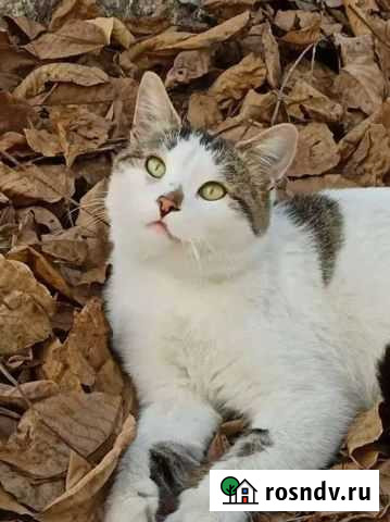 Красивый котик в хорошие ручки Грозный - изображение 1