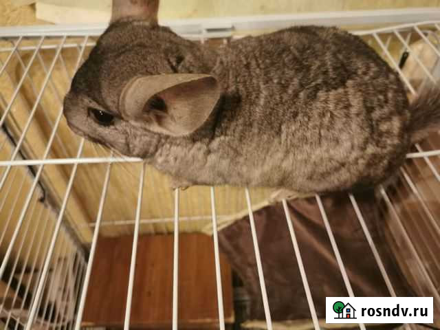 Шиншилла Петропавловск-Камчатский - изображение 1