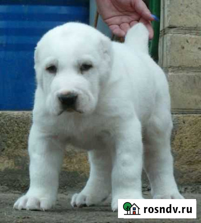Серьёзная личность Ростов-на-Дону - изображение 1