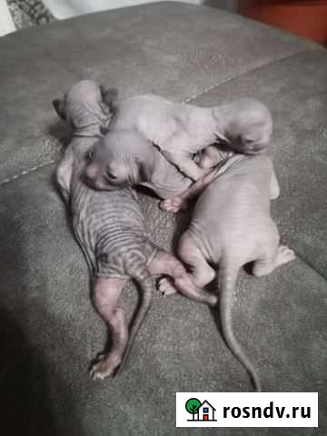 Канадский сфинкс котенок Сызрань - изображение 1