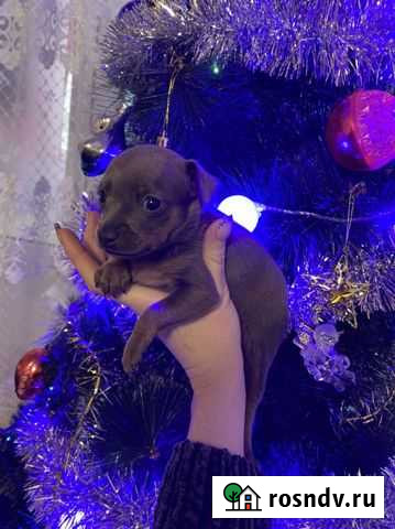 Щенята той-терьер Цимлянск - изображение 1