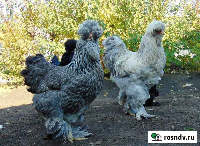 Цыплята, яйцо,куры,петухи Брама,Кохинхин Самара - изображение 1