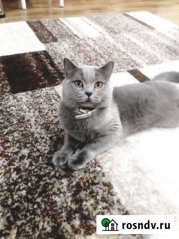 Ищет даму Благовещенск - изображение 1