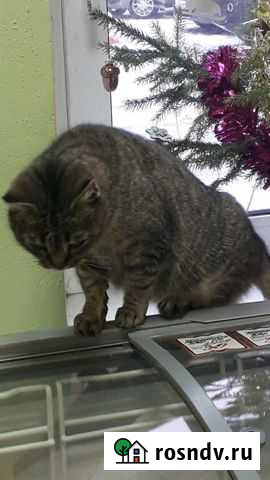 Кошка Сланцы - изображение 1