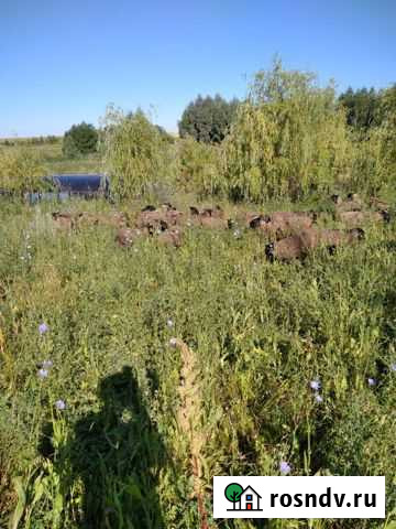 С/х животные, овцы Кемля - изображение 1