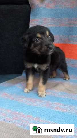 Малышка Волгоград - изображение 1