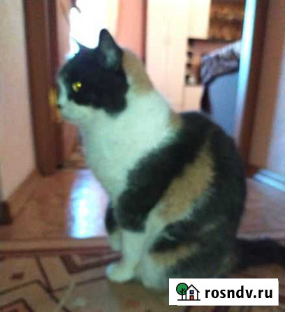 Кошечка В добрые руки серая муся трехцветная Волгоград - изображение 1