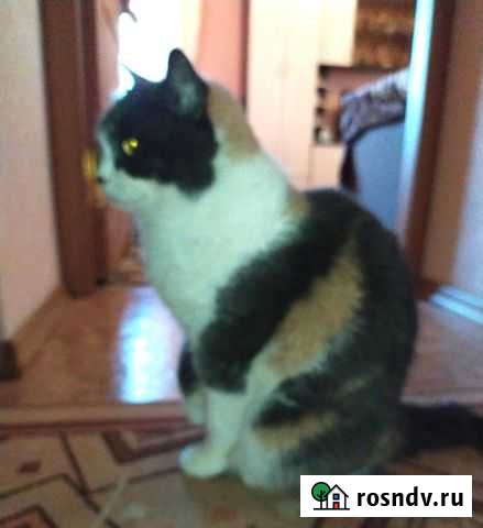 Кошечка В добрые руки серая муся трехцветная Волгоград - изображение 1