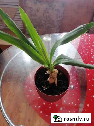 Юкка Брянск - изображение 1