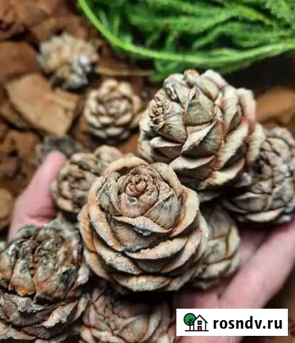 Некондиция кедровой шишки Омск - изображение 1