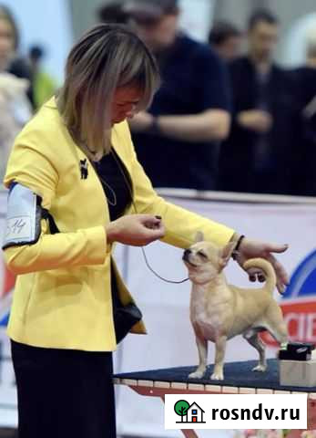 Чихуахуа для вязки Чебоксары - изображение 1