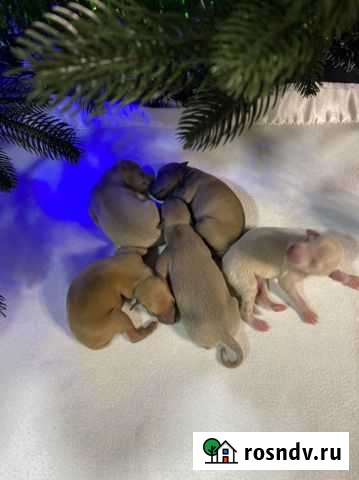 Щенки левретки девочки Калуга - изображение 1