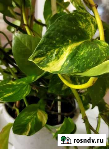 Цветы Вологда - изображение 1