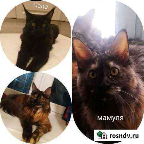 Котята мейн-кун в добрые руки Великий Новгород