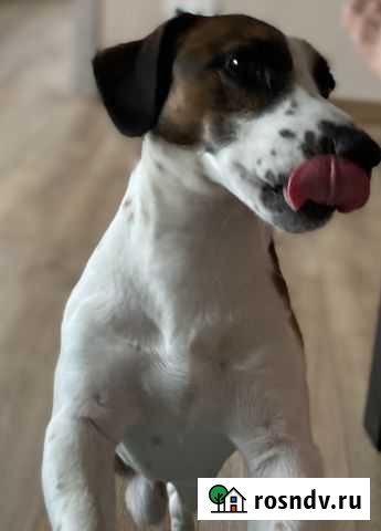 Джек Рассел терьер Челябинск - изображение 1