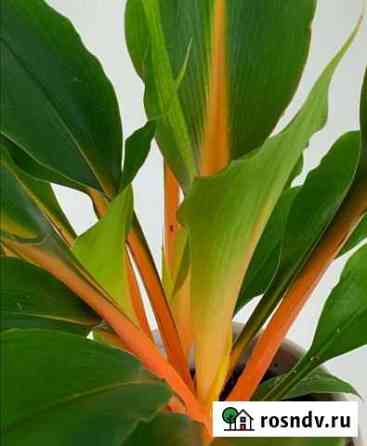 Хлорофитум оранжевый (Chlorophytum amaniense) Севастополь