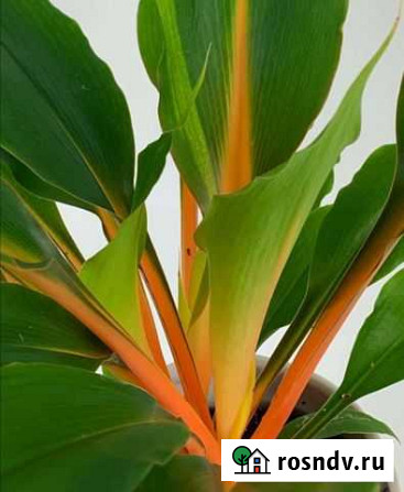 Хлорофитум оранжевый (Chlorophytum amaniense) Севастополь - изображение 1