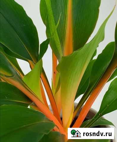 Хлорофитум оранжевый (Chlorophytum amaniense) Севастополь - изображение 1
