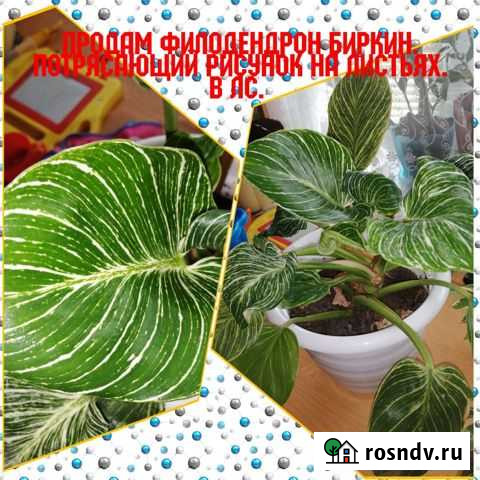 Филодендрон биркин и другие Борское - изображение 1