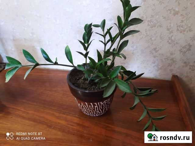 Замиокулькас Ульяновск - изображение 1