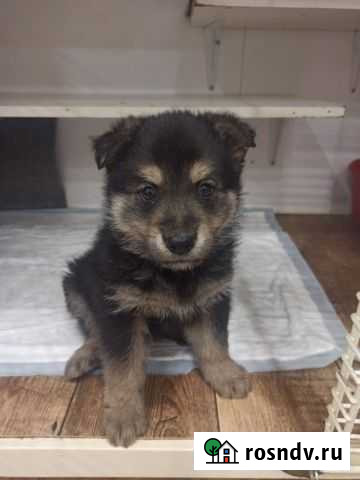 Собака Волгоград - изображение 1