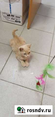 Котеночек в любящие ручки Кратово - изображение 1