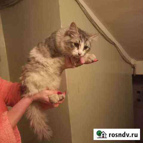 Котик в добрые руки Набережные Челны